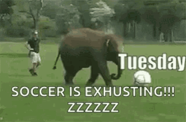 Tuesday Funny GIF - Tuesday Funny Animals GIFs