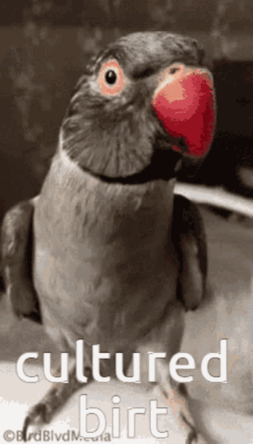 a bird with a red beak and the words cultured birt written below it