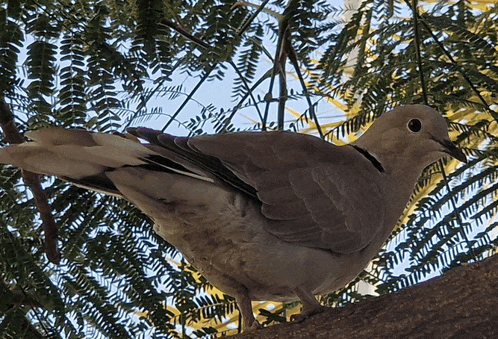 a pigeon is perched on a tree branch with leaves in the background