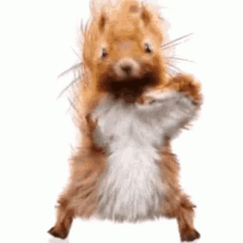 Dancing Squirrel GIF - Dancing Squirrel Dance GIFs