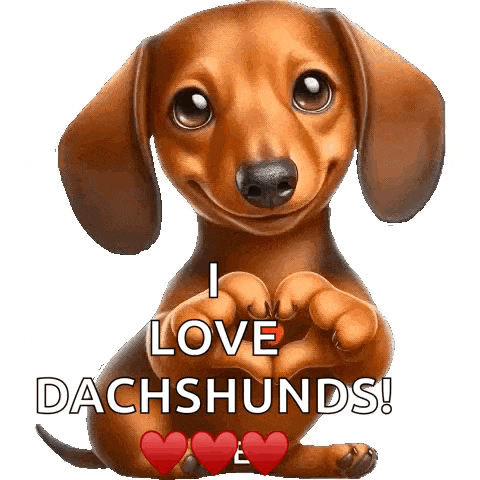 a dachshund is making a heart shape with its paws and says i love dachshunds .