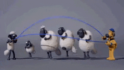 a group of sheep are standing next to each other and a man is standing next to them .