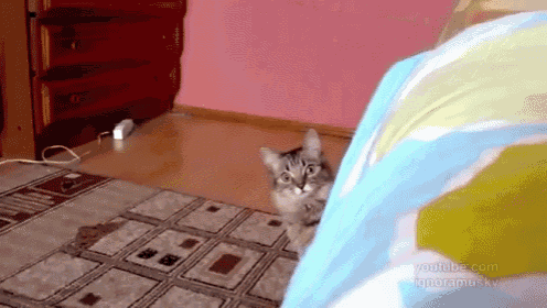 He'S Coming For You GIF - Cat Attack Suspense GIFs