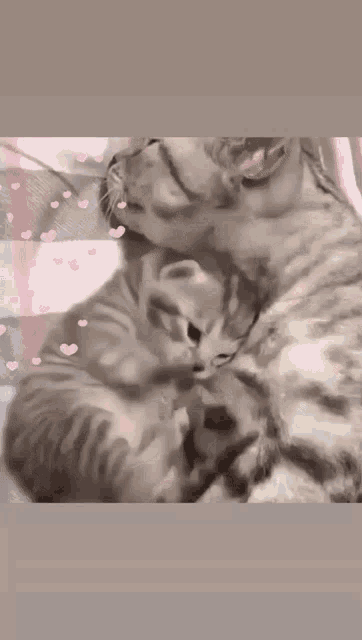 Cat Cat Hug GIF - Cat Cat Hug Cat Love GIFs