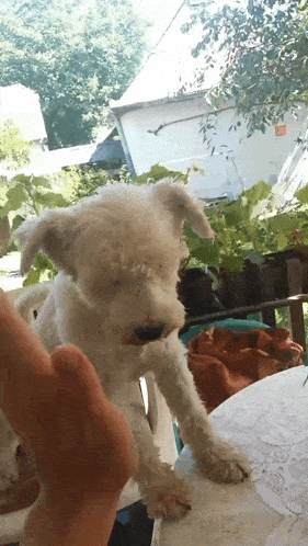 a white dog standing on a table with a person 's hand