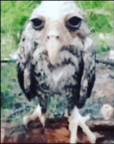 a close up of a bird with a face on it