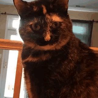 a calico cat is sitting on a wooden railing and looking at the camera