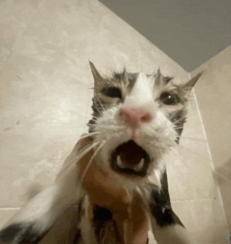 a cat taking a bath with its mouth open