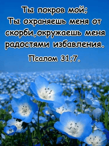 a field of blue and white flowers with a bible verse in russian