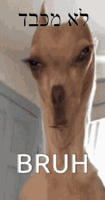 a picture of a dog with the words bruh written on it