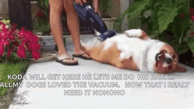 a woman is vacuuming a dog 's back with a vacuum cleaner .