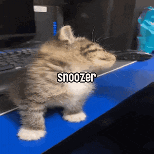 a small kitten is standing on a blue desk with the word snoozer written on it