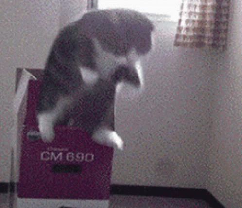 Cat Jumping GIF - Cat Jumping GIFs