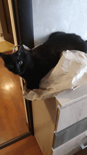 a black cat is laying on a piece of paper