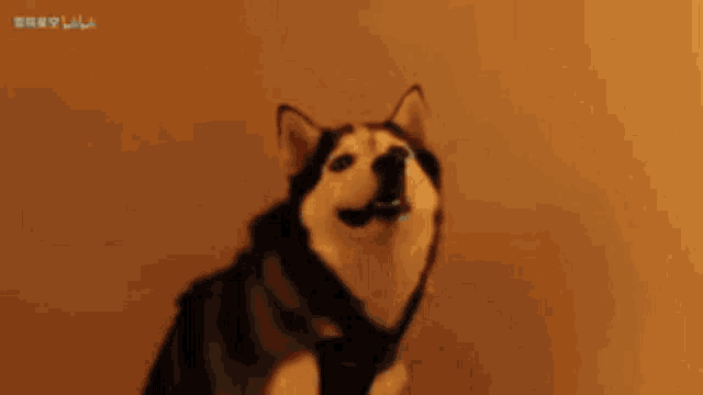 a husky dog is sitting on a dog bed in a living room