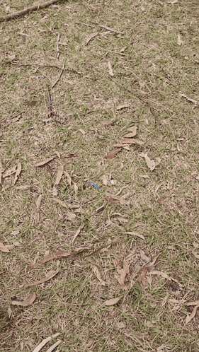 a bunch of leaves are laying on the ground in the grass
