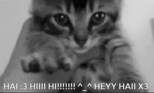 a black and white photo of a cat with the words `` heyy hai x3 '' written on it .