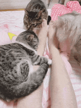 three cats laying on a bed with a woman 's feet