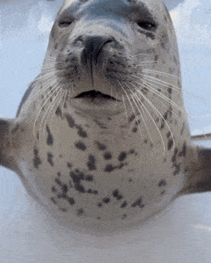 a close up of a seal 's face with its mouth open