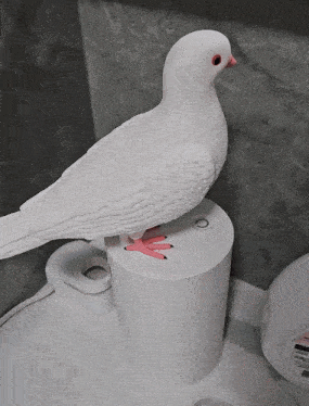 a white pigeon sitting on top of a white toilet paper holder