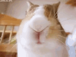 a close up of a cat 's face with a blurred background