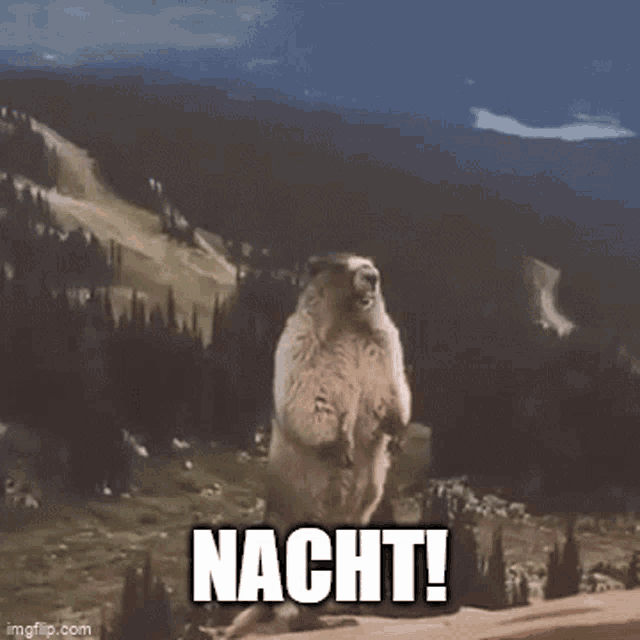 Tlb GIF