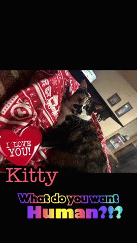 a calico cat with a heart that says i love you kitty what do you want human
