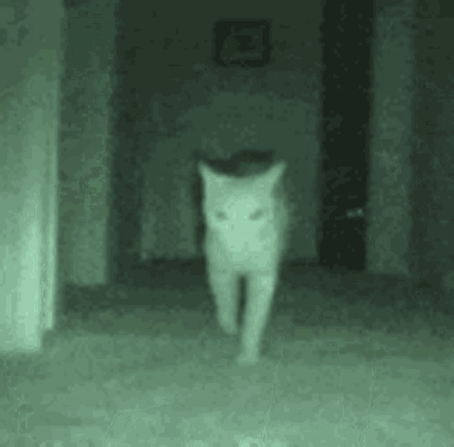 a white cat is walking down a hallway in the dark .
