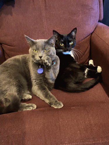 Crazy Cats So Confused GIF - Crazy Cats So Confused Goofy Cats GIFs