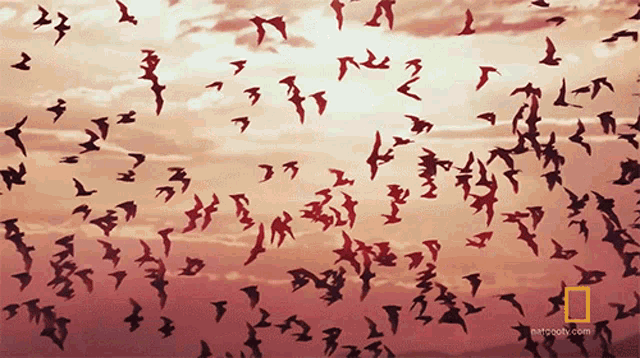Flying Free Tailed Bats On Location GIF - Flying Free Tailed Bats On Location Flying In Sunset GIFs