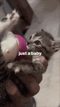 Baby Cute GIF - Baby Cute Cat GIFs
