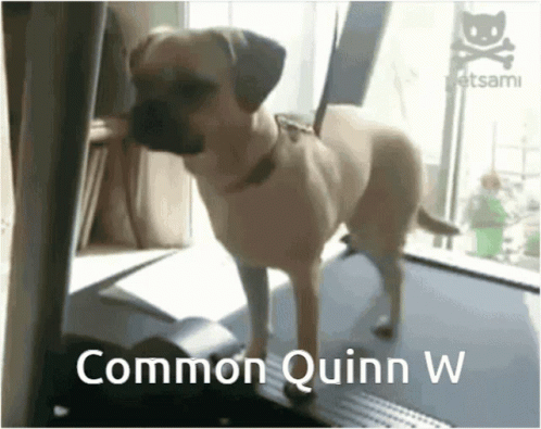 Common Quinn W Quinn Webby GIF - Common Quinn W Quinn Quinn W GIFs