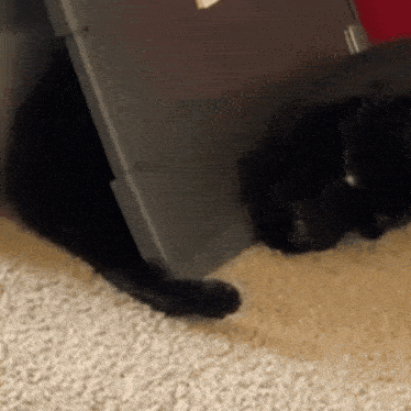 Silly Cat Pawing GIF - Silly Cat Silly Cat GIFs