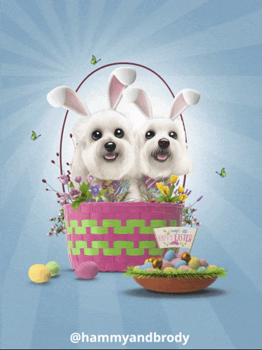 two white dogs wearing bunny ears are in an easter basket with eggs