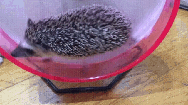 a hedgehog is running on a pink wheel