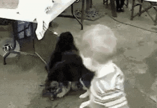 a little boy is playing with two puppies in a garage .