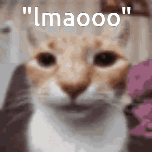 a close up of a cat 's face with the words " imaoo " above it