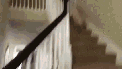 Pupper Fall Down The Stairs GIF - Pupper Fall Down The Stairs Happy Dog GIFs