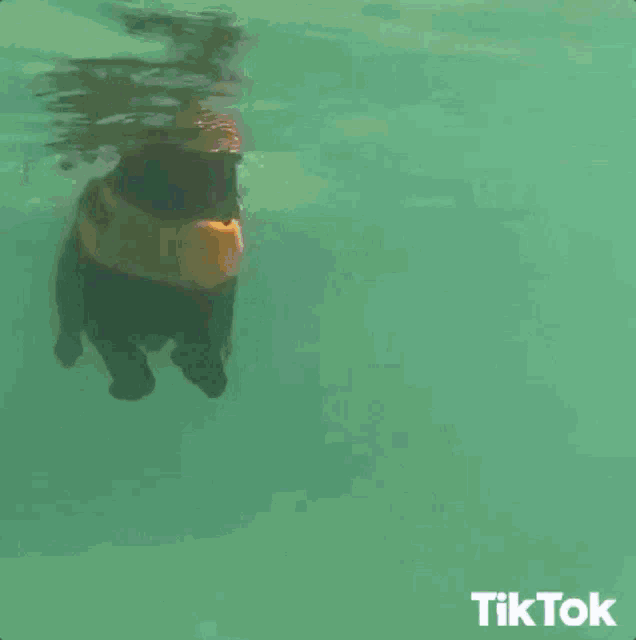 a dog is swimming in the water while a man sits on a boat in the background