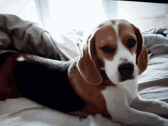 Beagle Dog GIF - Beagle Dog Pup GIFs