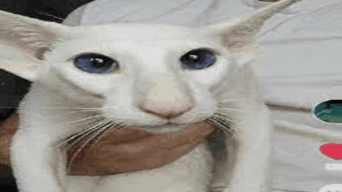 a person is holding a white cat with blue eyes in their arms .