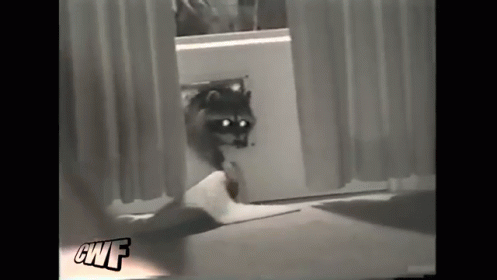 Raccoon Robber GIF - Cwf Racoon Cute GIFs