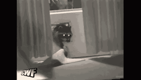 a black and white photo of a raccoon behind a curtain with a caption that says cwf