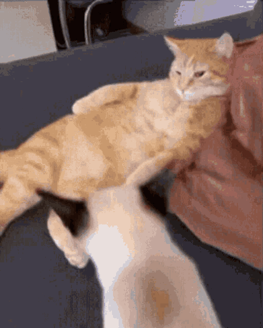 Cat Cat Hug GIF - Cat Cat Hug Hugging GIFs