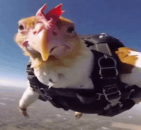 a chicken is flying through the air wearing a parachute .