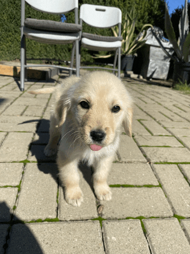 a small puppy sticking its tongue out on a patio