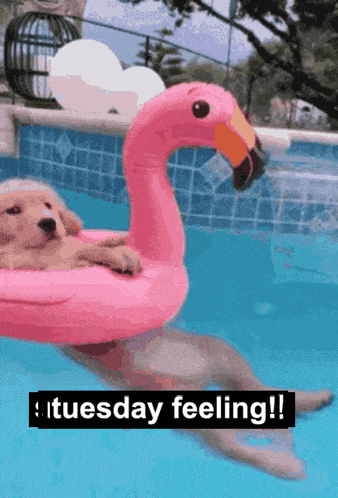a dog in a pink flamingo float in a pool