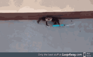 Crab Knife GIF - Crab Knife Fight GIFs