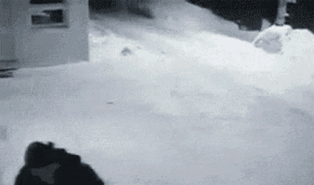Lost Cat Cat GIF - Lost Cat Cat Which Way Did They Go GIFs