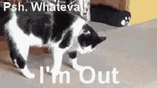 Cat Leave GIF - Cat Leave Im Out GIFs